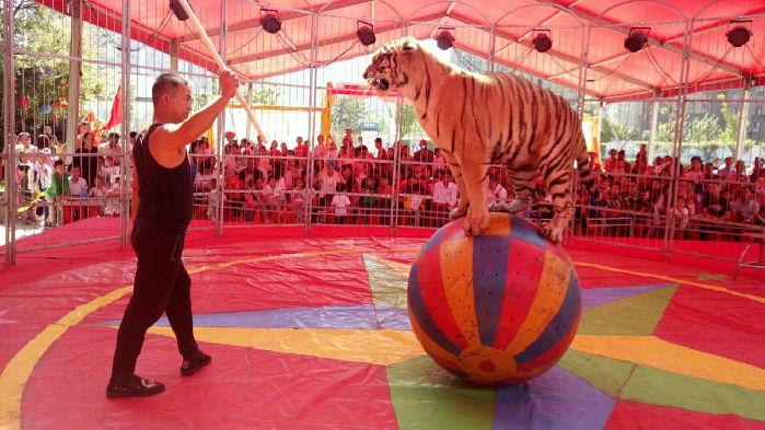 馬戲團表演公司大型馬戲團精彩演出馬戲團表演出租