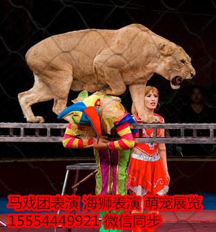 馬戲團暖場_海獅_企鵝展覽_羊駝_山東恒鑫動物租賃 - 商國互聯(lián)網(wǎng)