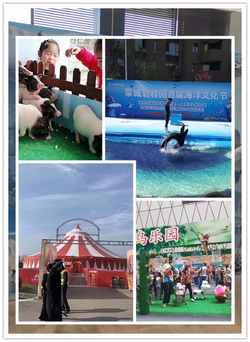 營口市羊駝出租