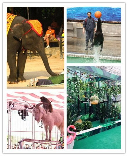 建甌市雜技表演出租詳細解讀