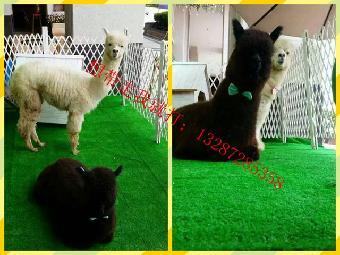 吉林長(zhǎng)春有出租萌寵(馬戲團(tuán))的嗎