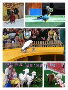 專業(yè)表演團(tuán)馬戲團(tuán)鸚鵡出租租賃圖們一天幾場(chǎng)演出