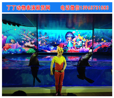 青島海獅表演出租