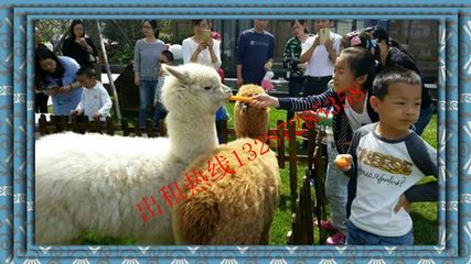 江蘇什么地方有出租羊駝的_羊駝展覽_馬戲團出租_動物憑租_山東益佳動物憑租 - 商國互聯網