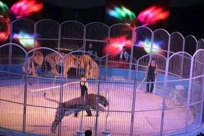 馴獸雜技演繹馬戲團(tuán)表演出租 環(huán)球飛車馬戲團(tuán)