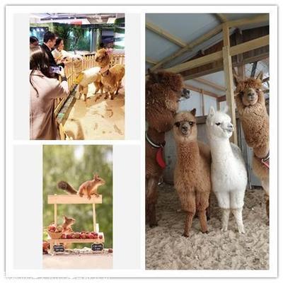 什么地方有大型萌寵動(dòng)物出租,馬戲團(tuán)商演活動(dòng)電話