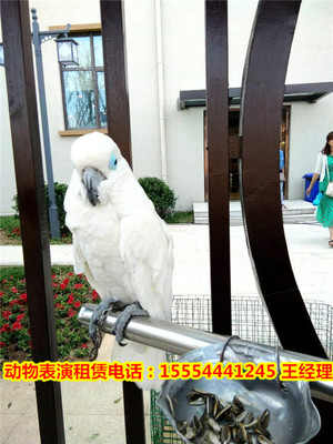 熱門動(dòng)物演出-創(chuàng)新馬戲團(tuán)節(jié)目出租運(yùn)城市