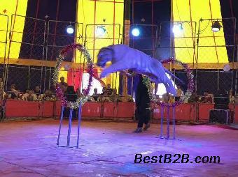 河北馬戲團(tuán)表演出租哪里有