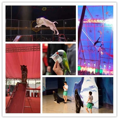 汩羅出租馬戲團(tuán)演出流程