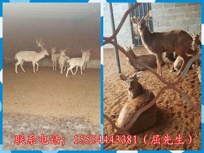 哈巴河縣出租海獅表演、、