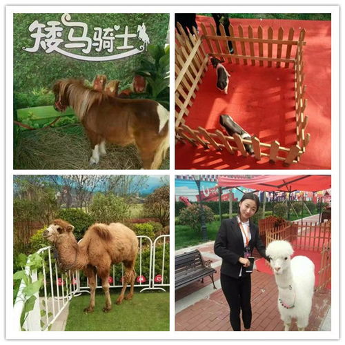 鳳城市周邊出租動物馬戲團表演企鵝租賃