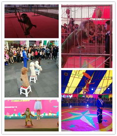 肥城市雜技馬戲團表演出租租賃海豹表演