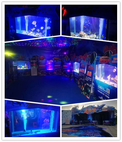 專業(yè)呆萌馬戲團(tuán)表演出租租賃十堰市