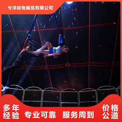 馬戲團(tuán)/羊駝_海洋展租賃效果滿意為止