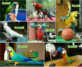 免費(fèi)送票 茂業(yè)竟把整個瘋狂動物城搬來 全是你喜歡的萌寵神獸