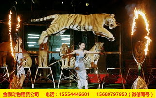 福州市夢幻皇家馬戲團(tuán)表演出租租賃海洋展出租