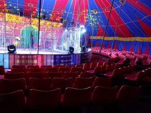 出租馬戲團(tuán)表演的動物暖場表演出租