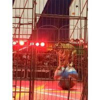 【哪里有馬戲團表演出租的獅虎表演出租專業(yè)馬戲活動圖片】哪里有馬戲團表演出租的獅虎表演出租專業(yè)馬戲活動