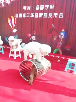 馬戲團(tuán)表演出租獅子老虎表演出租狗熊猴子小馬戲表演出