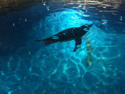 湖南省衡陽(yáng)市海獅表演租賃這些美人魚(yú)都美麗的令人窒息