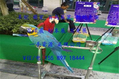 濟(jì)寧市馬戲團(tuán)表演出租暖場(chǎng)互動(dòng)的羊駝?wù)褂[租賃報(bào)價(jià)