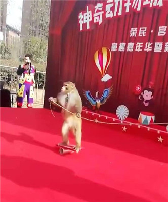 馬戲團(tuán)表演出租獅子老虎表演出租狗熊猴子小馬戲表演出