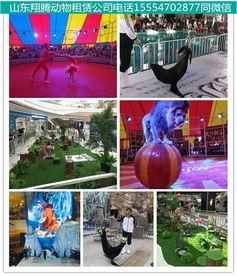 高密馬戲團(tuán)出租活動(dòng)現(xiàn)場(chǎng)氣氛爆棚