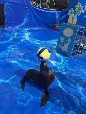 鸚鵡表演出租出租/隨州2022已更新(今日/商情)