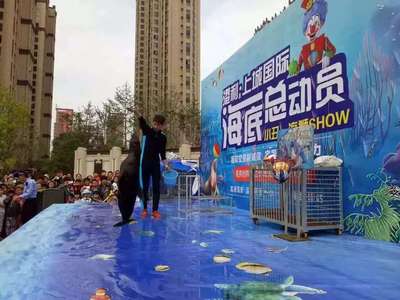 紹興(海獅表演)租賃優(yōu)惠多多2022已更新(今日/案例)