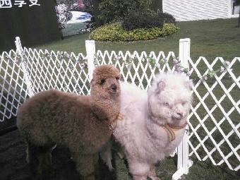 福州市馬戲團(tuán)表演出租 鸚鵡表演租賃_志趣網(wǎng)