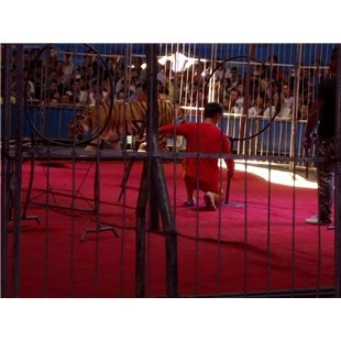 哪里有憑租海獅表演的、畢節出租馬戲團-企匯網