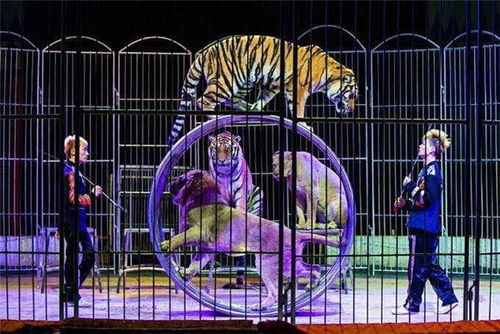 十國皇家馬戲團全球巡演漯河站春節(jié)空降花桂莊園