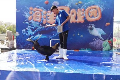 大冶市極地小可愛企鵝海獅拜年出租 馬戲團租賃服務(wù)點亮佳節(jié)氛圍