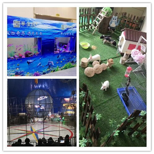 合作市鱷魚表演出租現(xiàn)場人氣爆棚，馬戲團新增猴子、獅子、老虎、山羊演出租賃